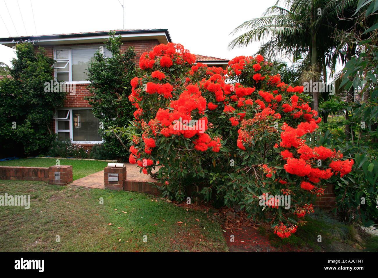 Une floraison d'Australie ouest vermillion gum à l'extérieur d'une maison de banlieue à Sydney Banque D'Images