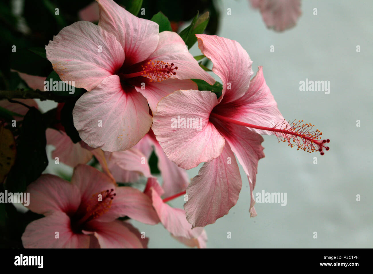 Hibiscus rose en fleur Banque D'Images