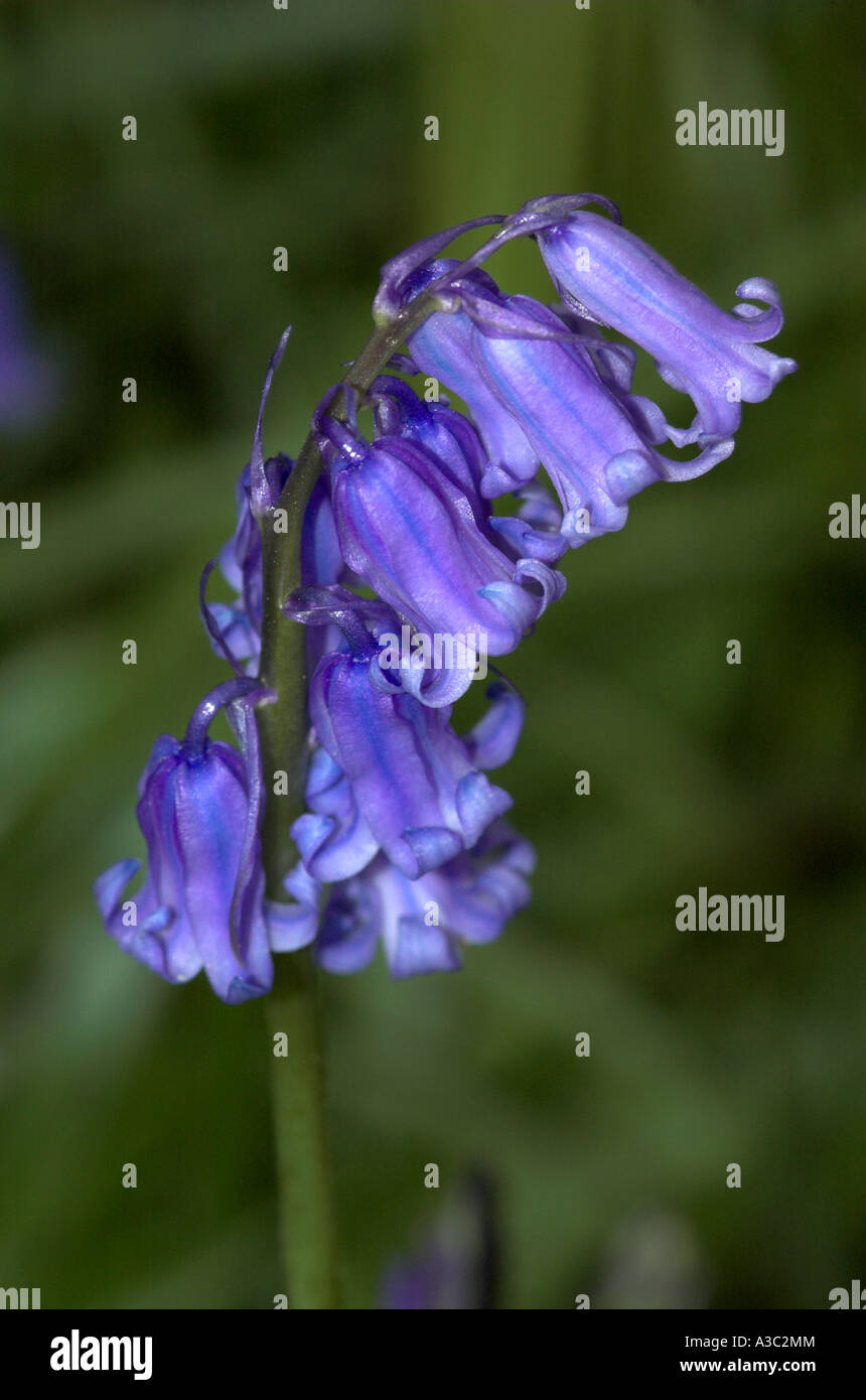 Close Up of Wild Blue Bells dans un bois Hampshire Banque D'Images