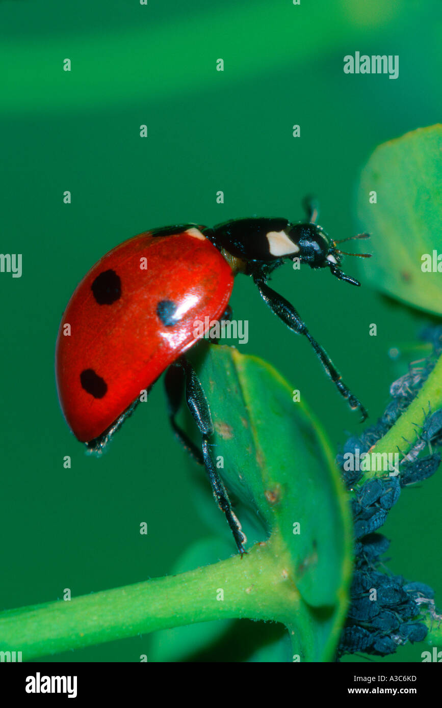 7-spot Ladybird, Coccinella 7-punctata. Colonie de pucerons sur Banque D'Images