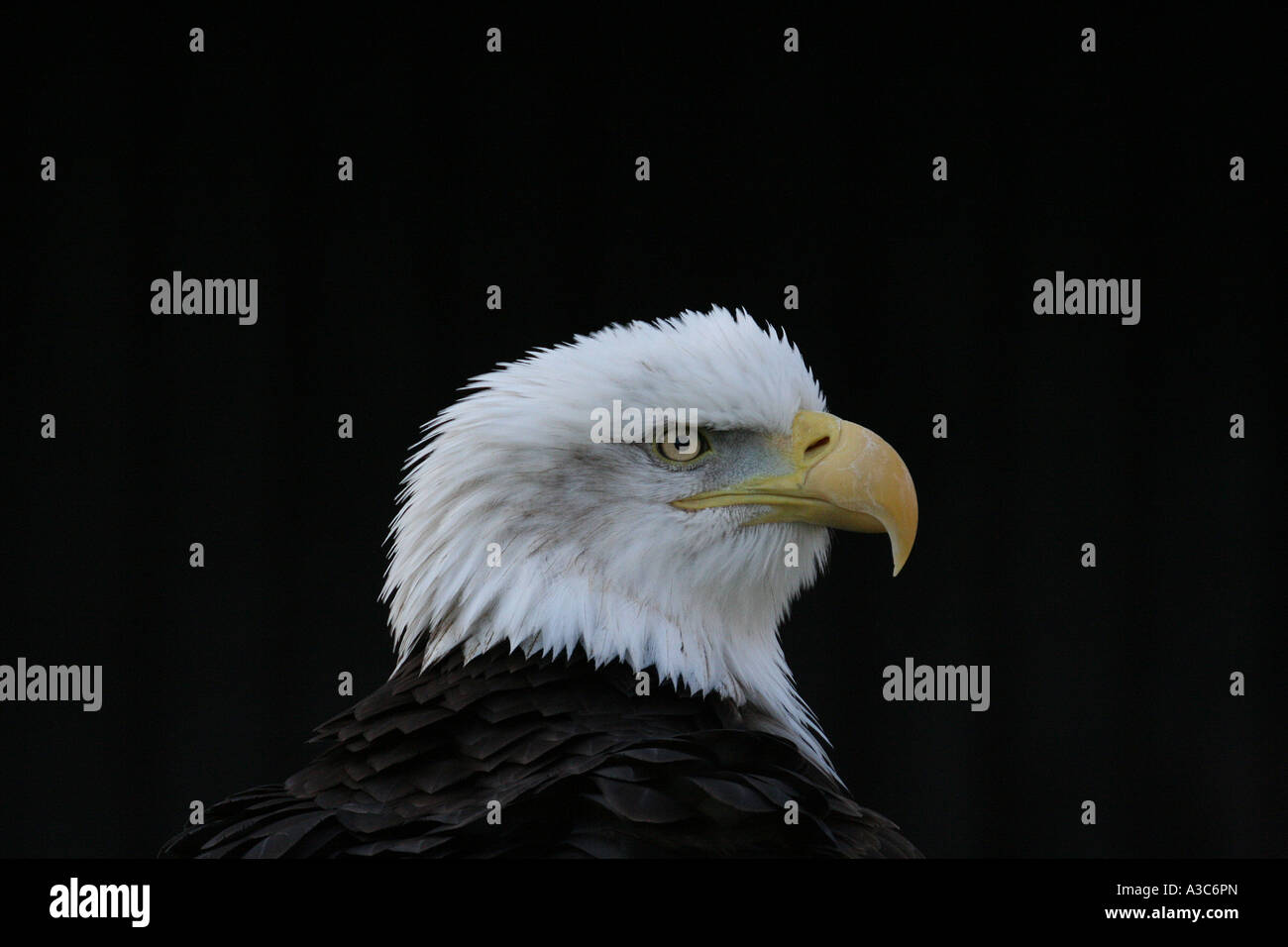 Pygargue à tête blanche (Haliaeetus leucocephalus) à un Wildlife Park, Angleterre Banque D'Images Pygargue à tête blanche (Haliaeetus leucocephalus) à un Wildlife Park, Angleterre Banque D'Images
