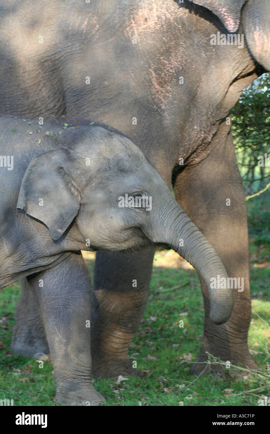 L'éléphant d'Asie (Elephas maximus), la mère et les jeunes à un Wildlife Park, Angleterre Banque D'Images L'éléphant d'Asie (Elephas maximus), la mère et les jeunes à un Wildlife Park, Angleterre Banque D'Images