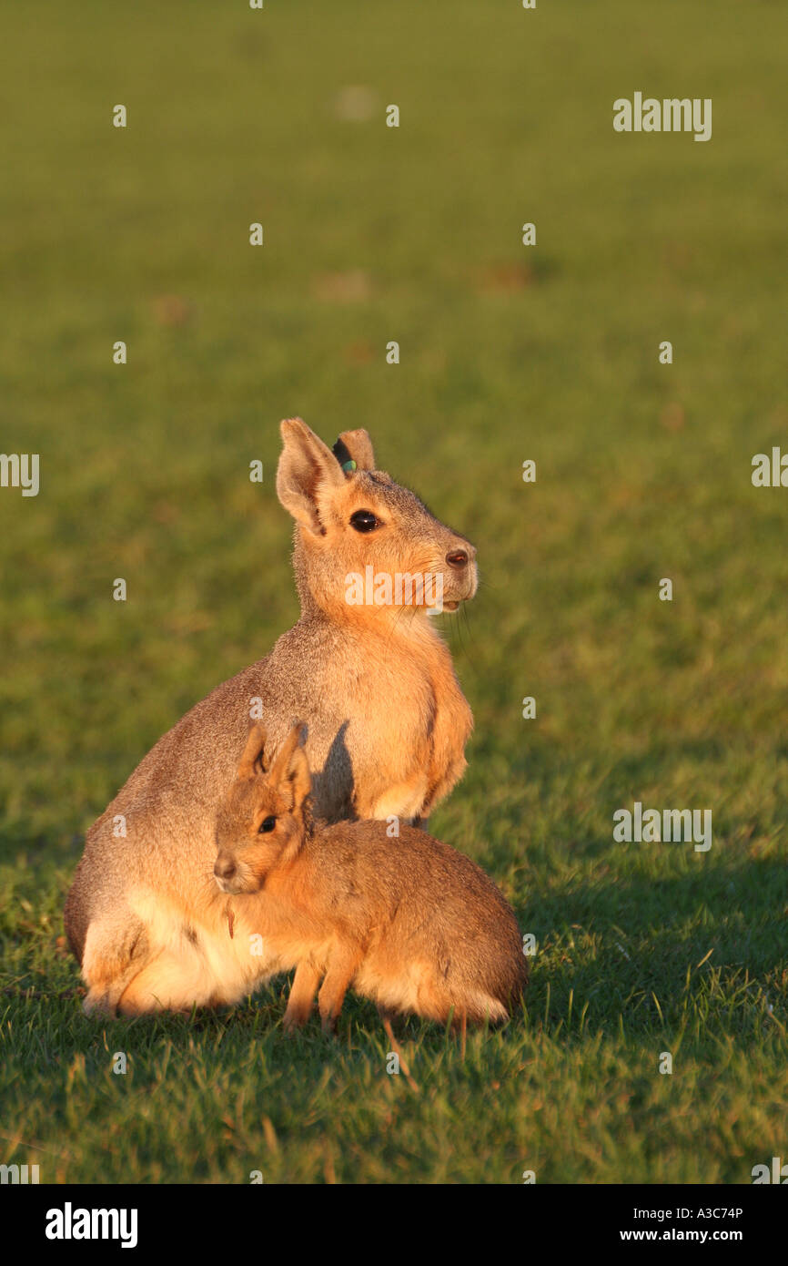Mara (Dolichotis patagona) mère et les jeunes à un Wildlife Park, Angleterre Banque D'Images Mara (Dolichotis patagona) mère et les jeunes à un Wildlife Park, Angleterre Banque D'Images