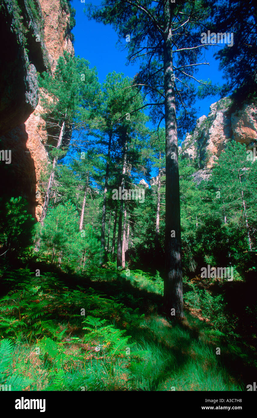 Pins d'Autriche, Pinus nigra. Teruel Province. Espagne Banque D'Images