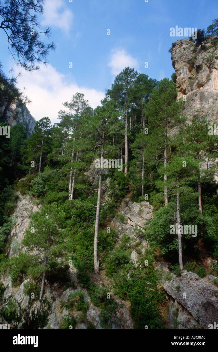 Pins d'Autriche, Pinus nigra.Teruel Province. Aragón. Espagne Banque D'Images