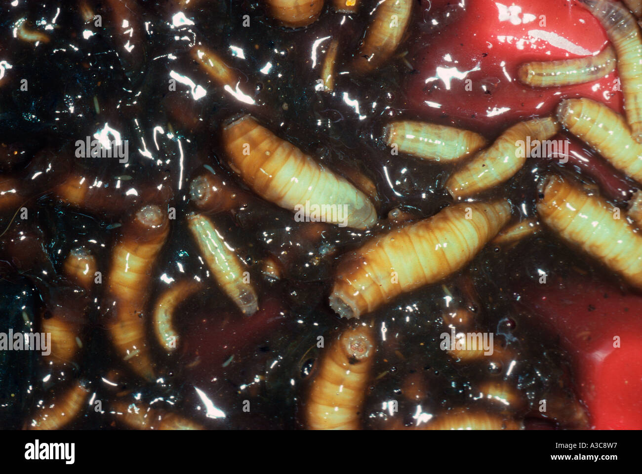 Les maggots de différentes mouches, Musca domestica et autres Banque D'Images