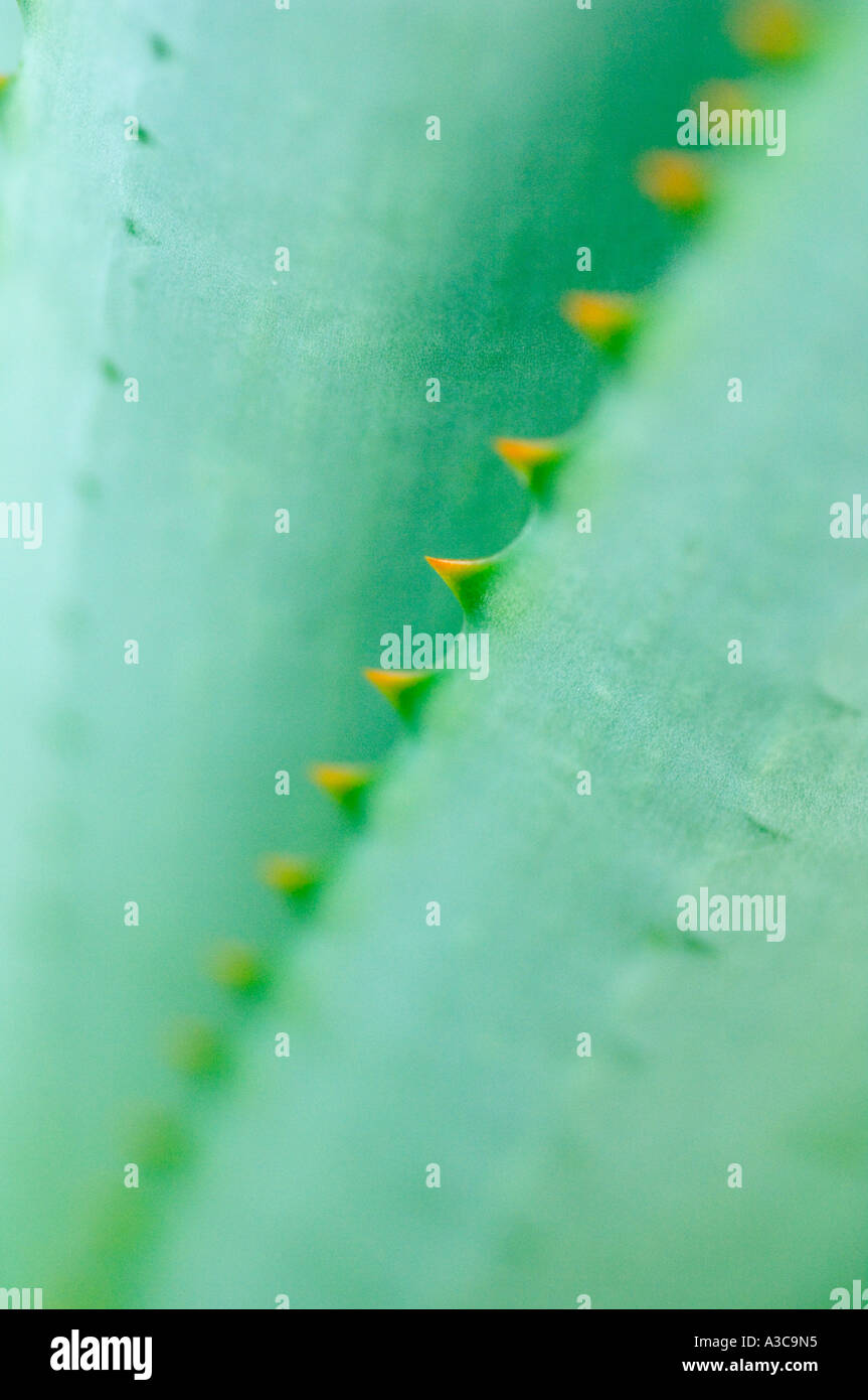 Les épines sur les feuilles d'Agave Close up Banque D'Images