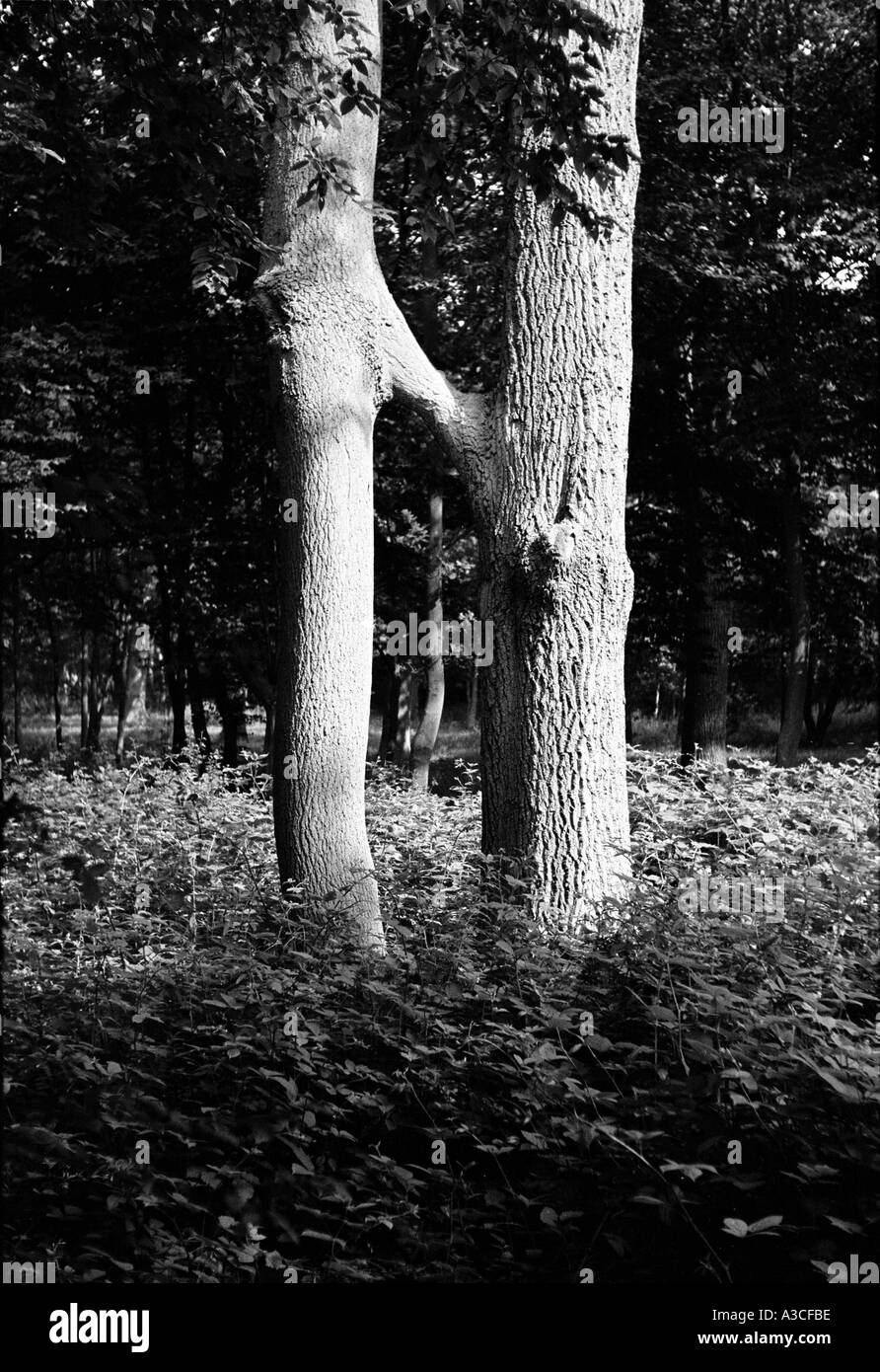 Arbres siamois reliés par une direction partagée Banque D'Images