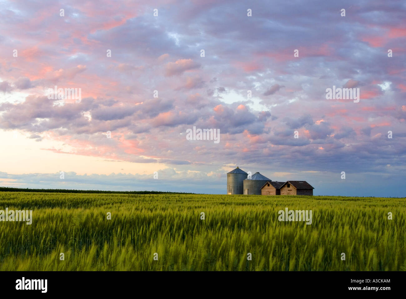 Coucher de soleil sur farmbuildings et céréales dorées ondulant doucement dans la brise du soir, le Canada, le Manitoba Banque D'Images