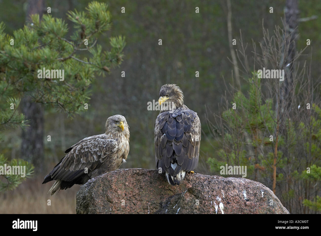 Pygargue à queue blanche (Haliaeetus albicilla), les subadultes et adultes assis sur la pierre, Finlande Banque D'Images