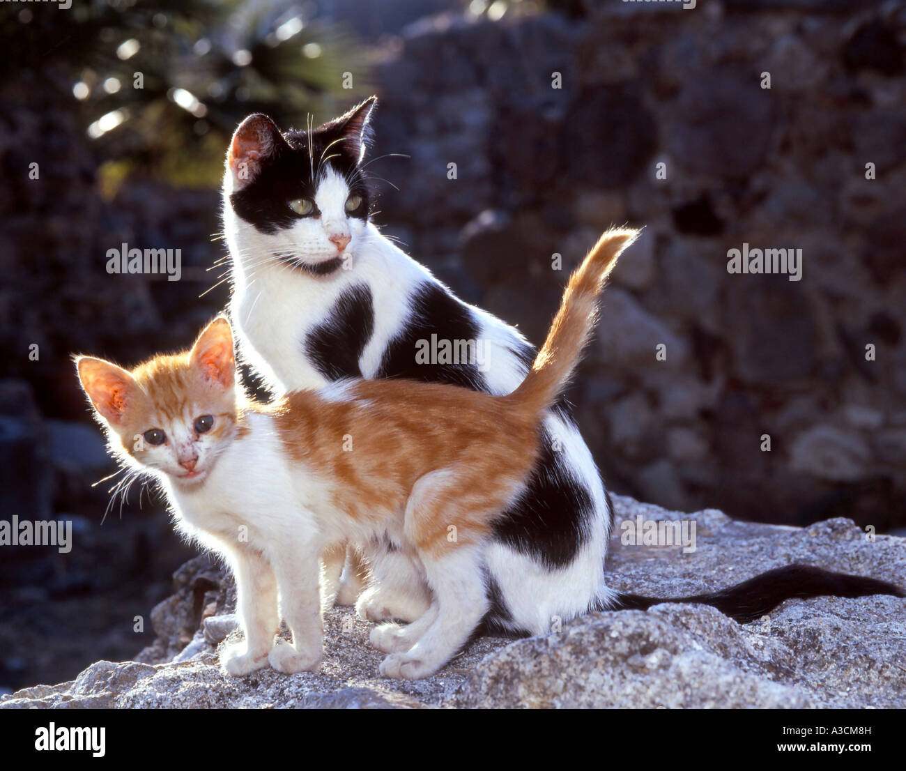 Chat domestique, le chat domestique (Felis silvestris catus). f, femme debout avec son chiot sur une pierre Banque D'Images