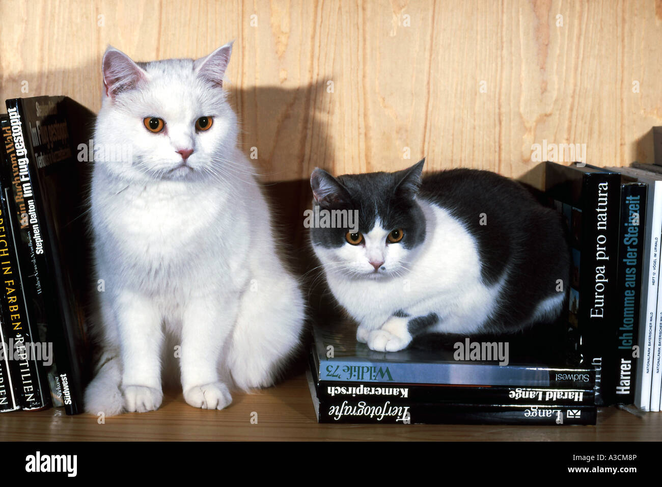 Chat domestique, le chat domestique (Felis silvestris catus) f., deux animaux assis sur un bahut Banque D'Images