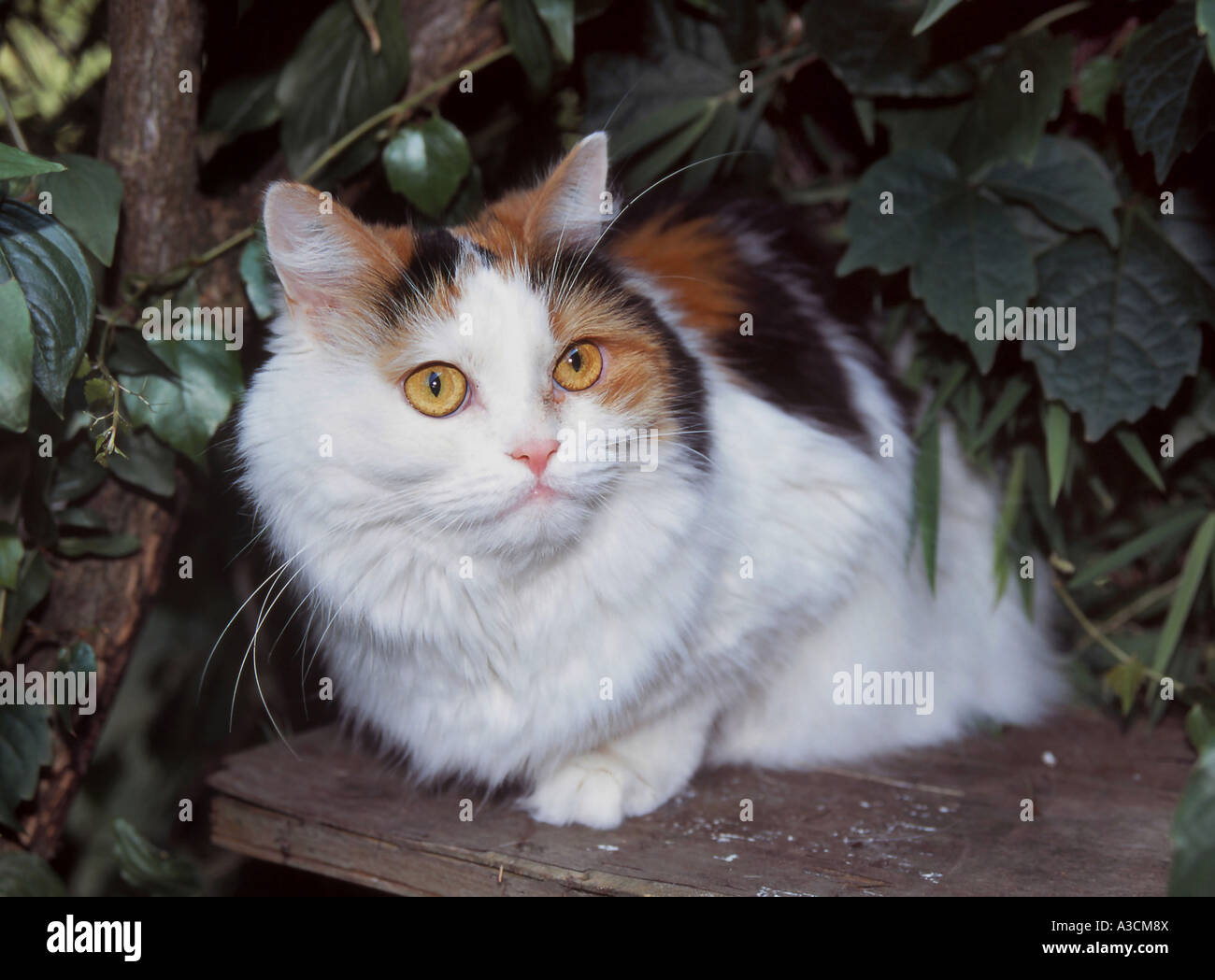 Chat domestique, le chat domestique (Felis silvestris catus), f.-trois animaux colorés assis sur une carte Banque D'Images