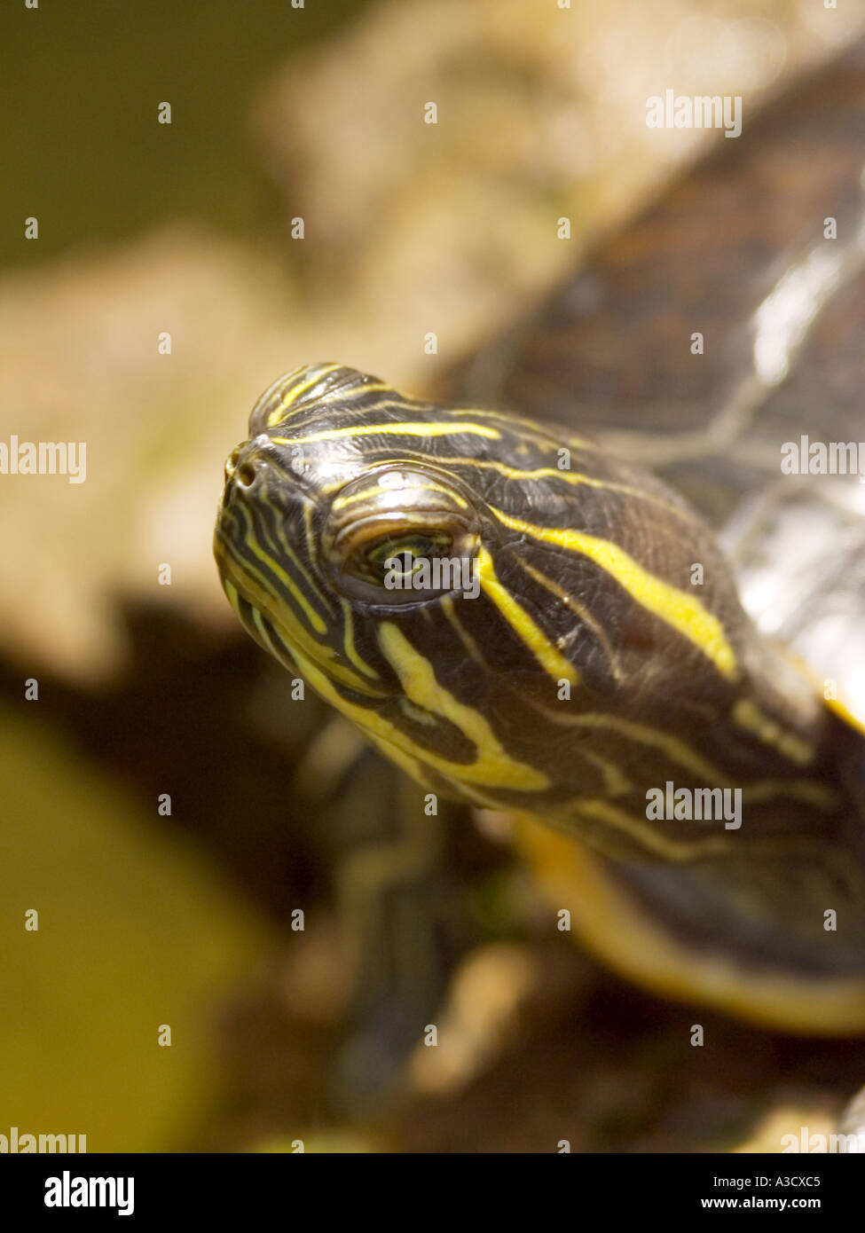 Au repos les tortues dans l'étang Banque D'Images