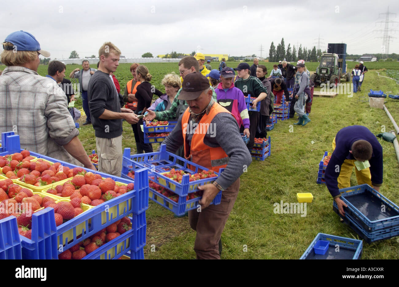 Les travailleurs saisonniers de la Pologne la récolte des fraises Banque D'Images