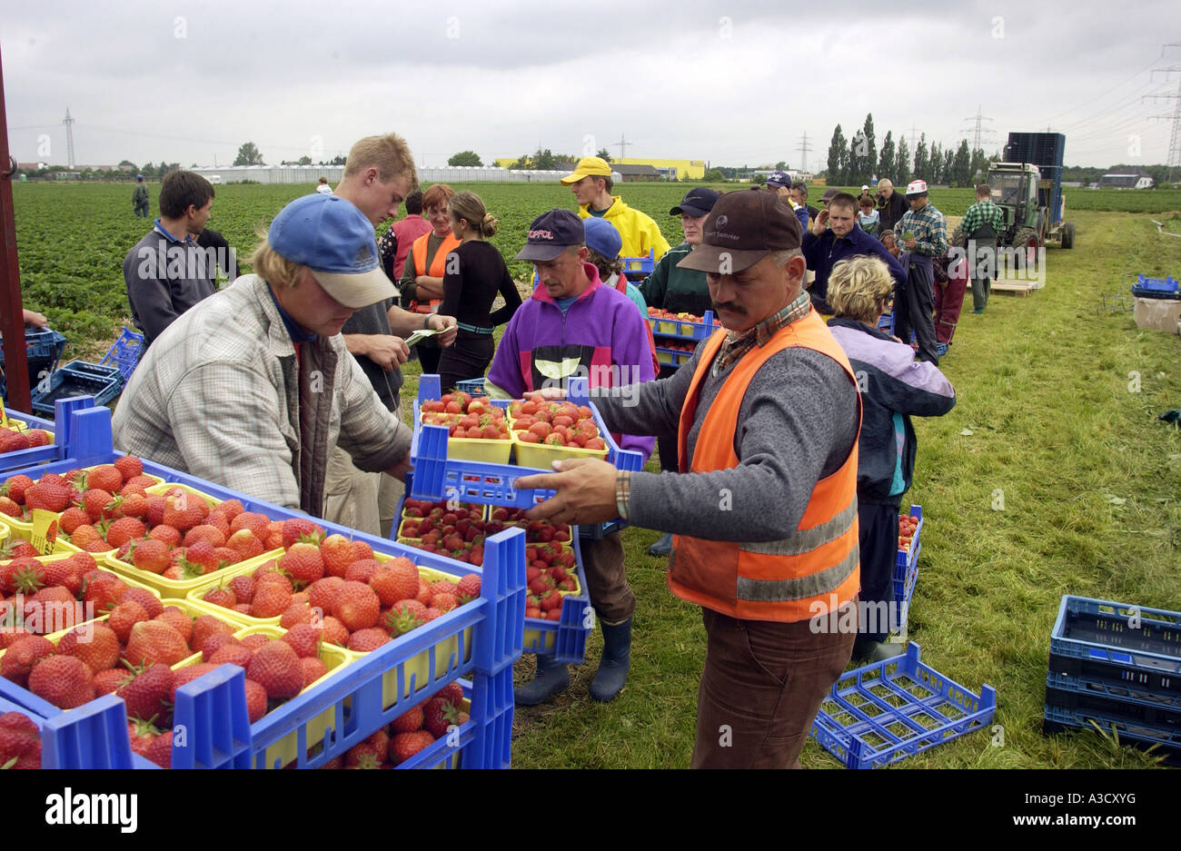 Les travailleurs saisonniers de la Pologne la récolte des fraises Banque D'Images