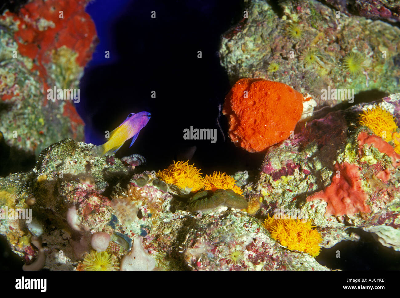 Gramma Royal, Underwater Observatory, Coral World, Silver Sky, New Providence, Les Bahamas Banque D'Images
