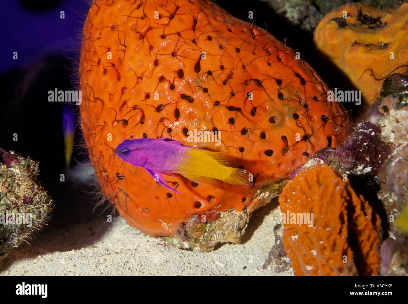 Gramma Royal, Underwater Observatory, Coral World, Silver Sky, New Providence, Les Bahamas Banque D'Images