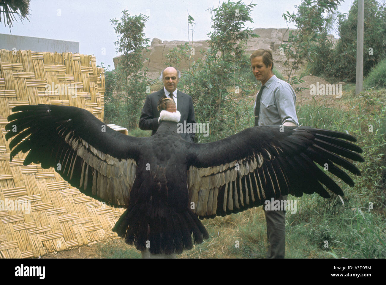 Protecteur de l'environnement péruvien Felipe Benavides et Jim Fowler du plat 'Wild Kingdom' avec Condor 1971 Banque D'Images