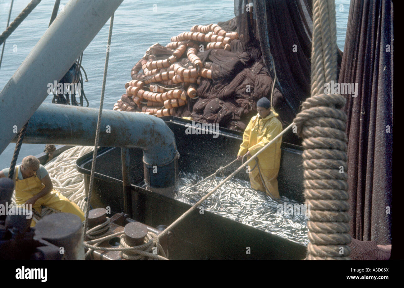 Les réservoirs d'anchois d'être rempli à bord lors de la pêche du Pacifique au Pérou 1968 Banque D'Images