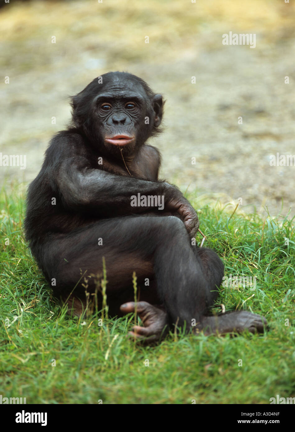 Bonobo chimpanzé pygmée sitting on meadow pan paniscus Banque D'Images