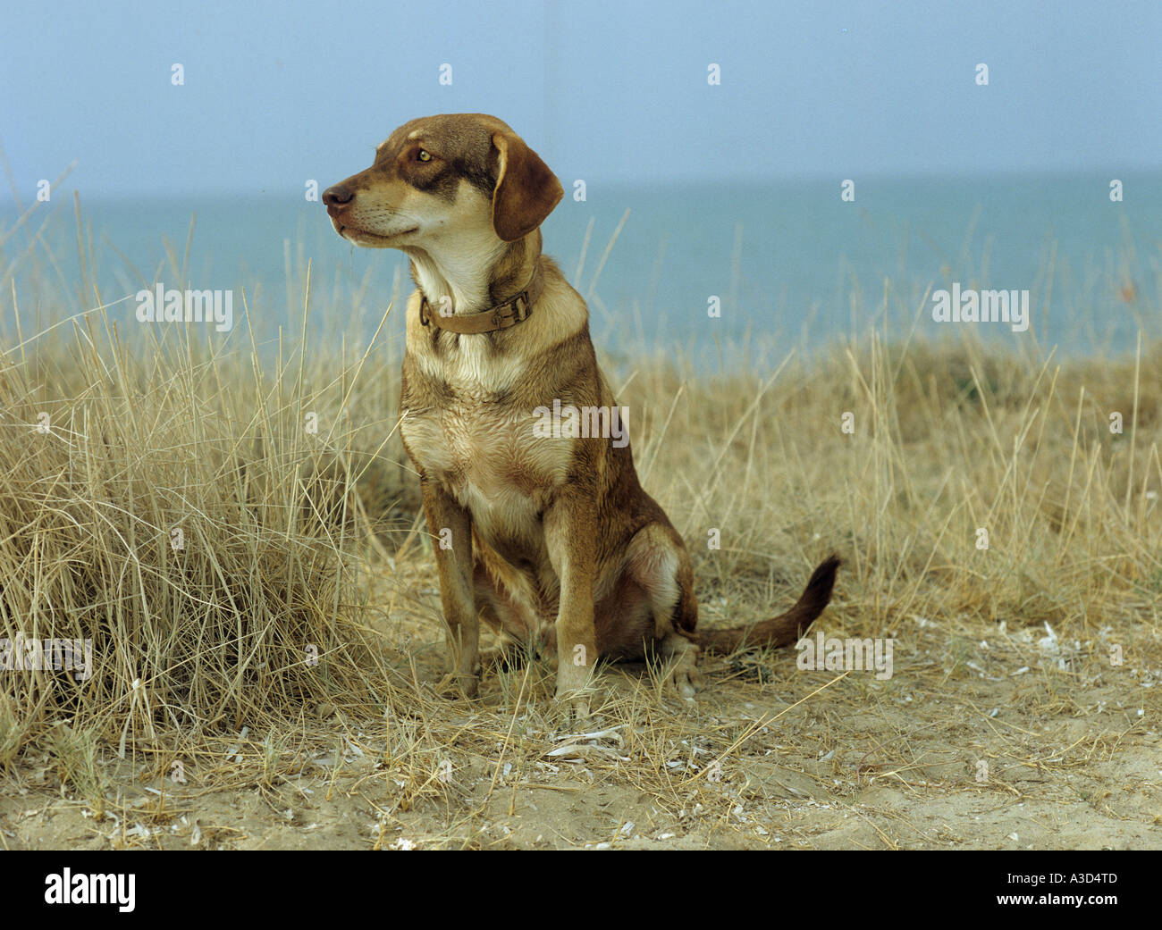 Half Breed dog sitting in dunes Banque D'Images