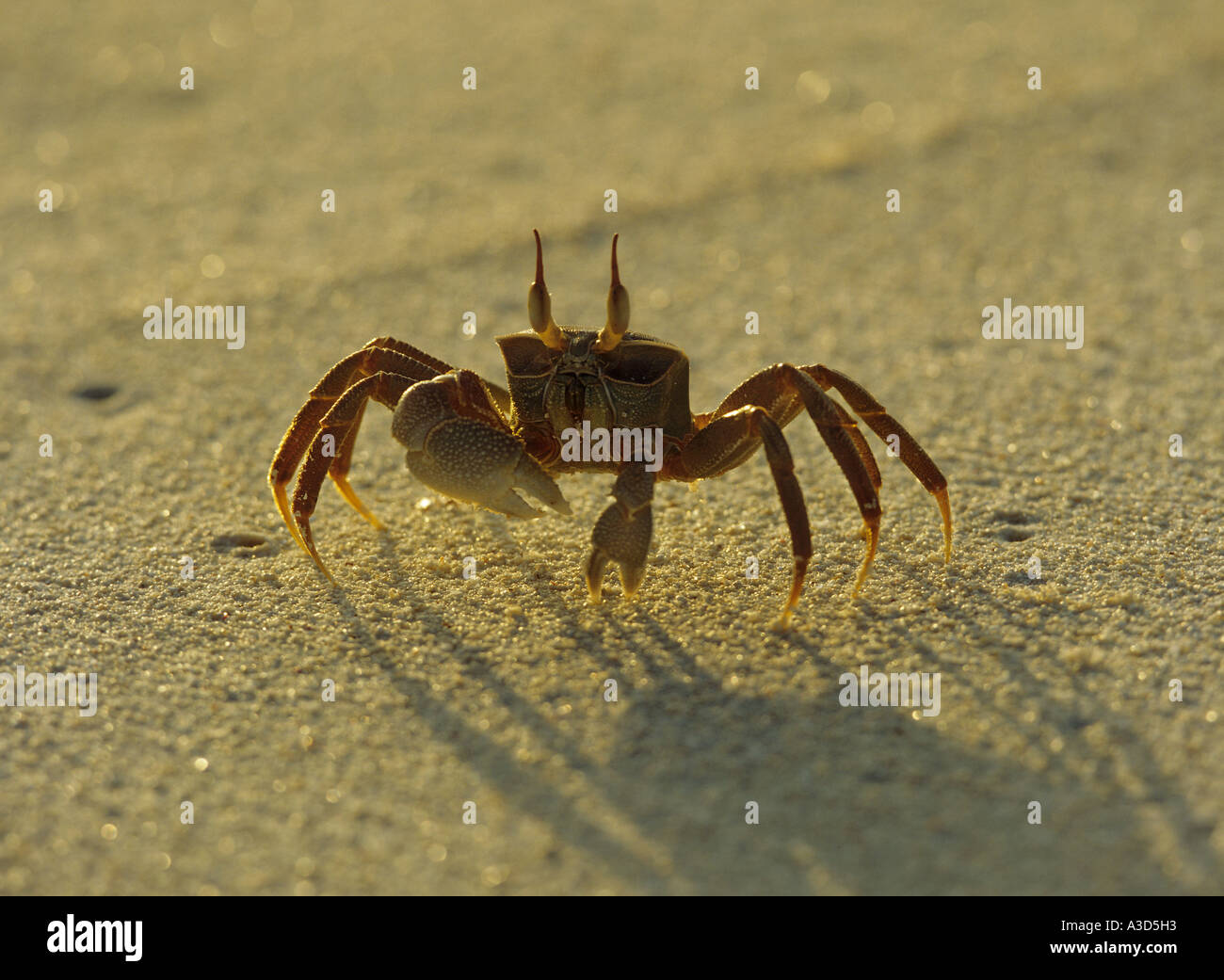 Le crabe fantôme Ocypode quadrata crabe de sable Banque D'Images