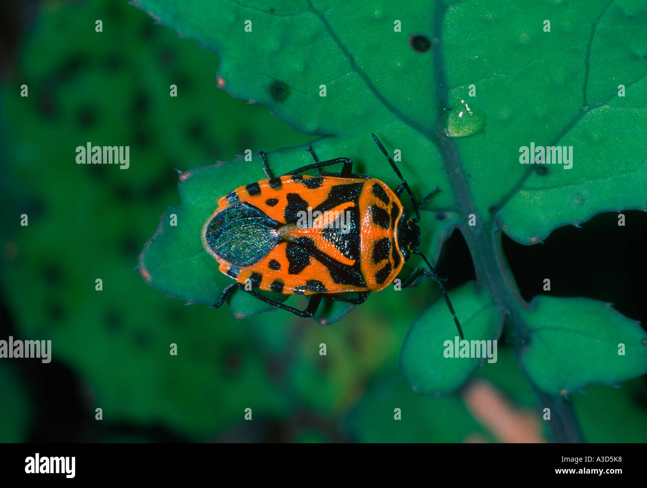 Squash Bug, Eurydema sp. On leaf Banque D'Images