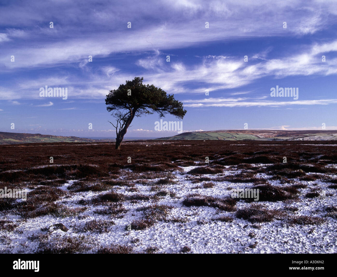 Seul Arbre Pin Egton Moor en hiver North York Moors Yorkshire Angleterre Banque D'Images