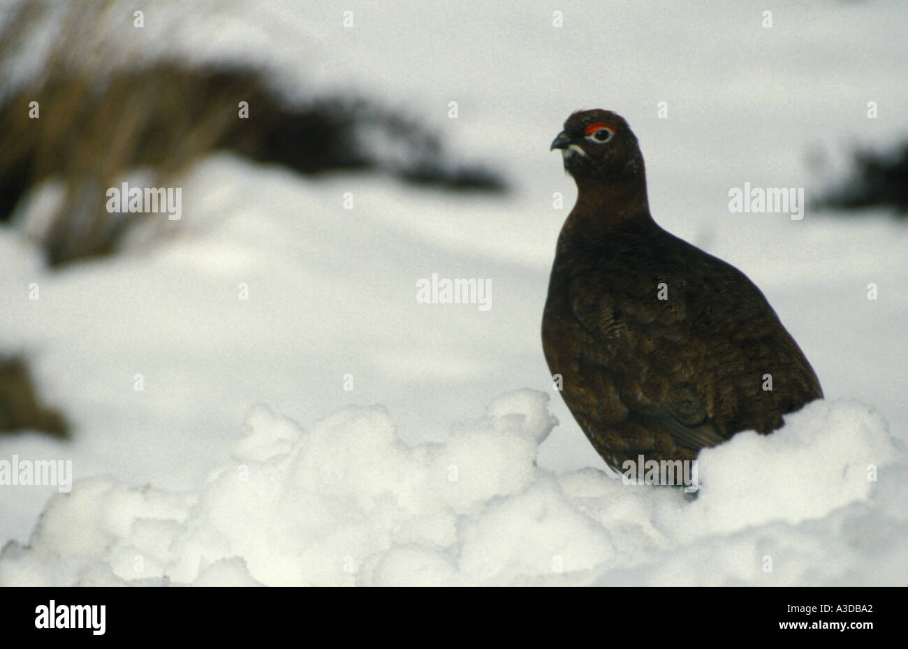 Lagopède des saules (Lagopus lagopus scoticus) sur la lande en hiver Banque D'Images