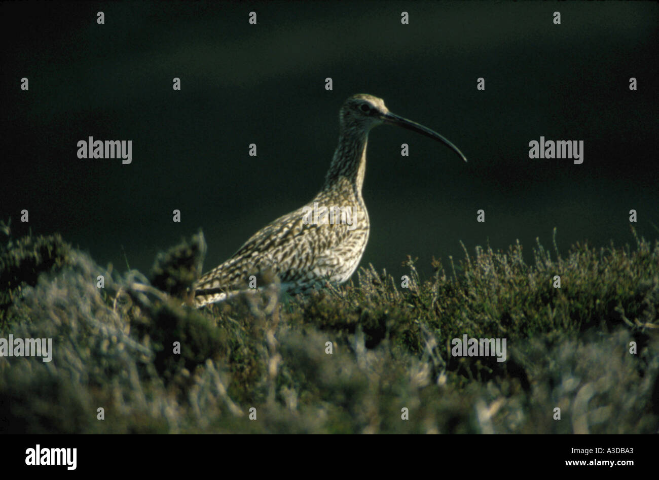 Curlew (Numenius arquate) sur la lande Banque D'Images