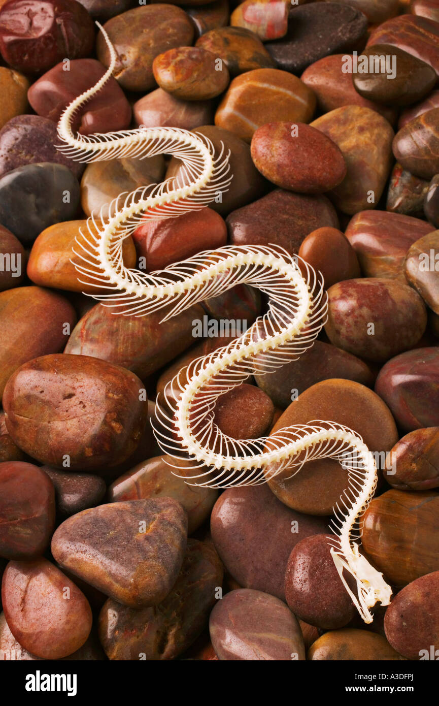 Squelette de serpent sur les roches de la rivière Banque D'Images
