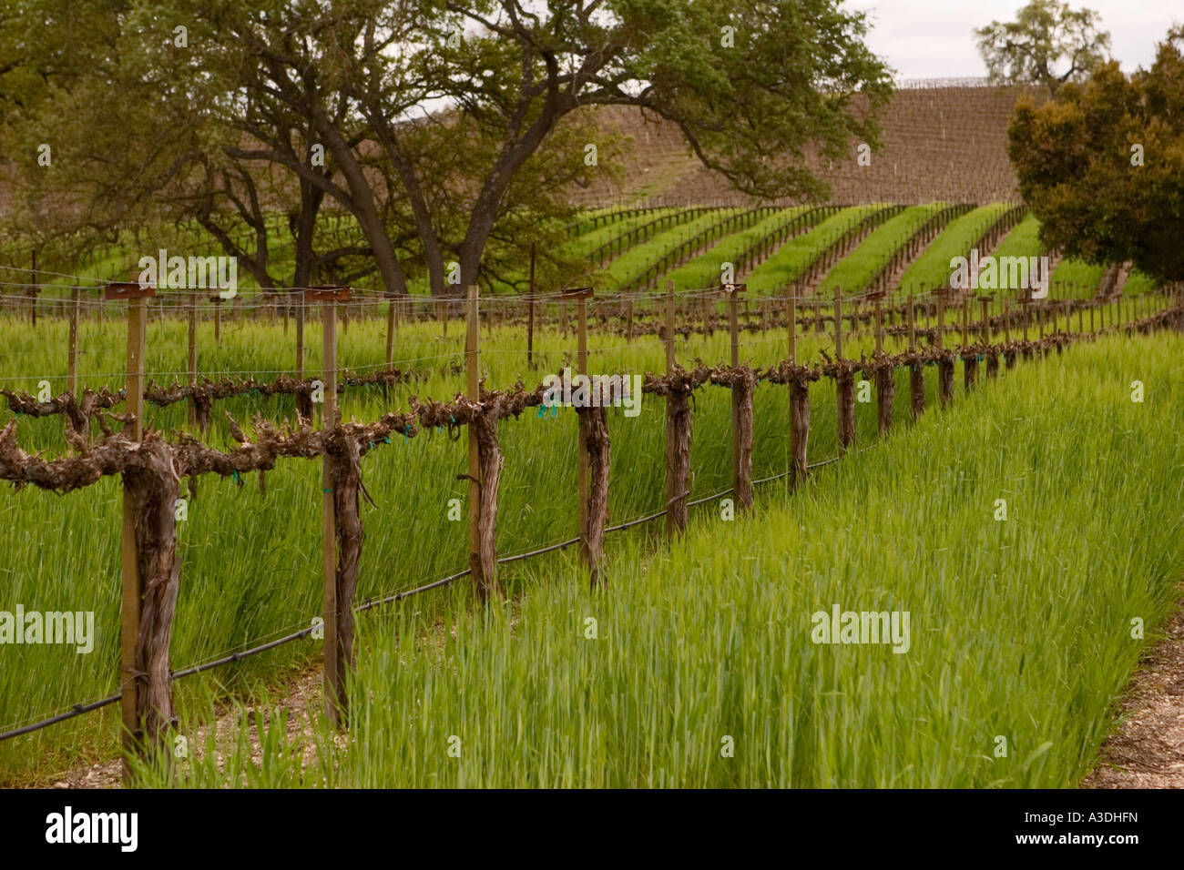 Le Zinfandel et Cabernet Sauvignon wine grape vineyard à Paso Robles, Californie, USA Banque D'Images