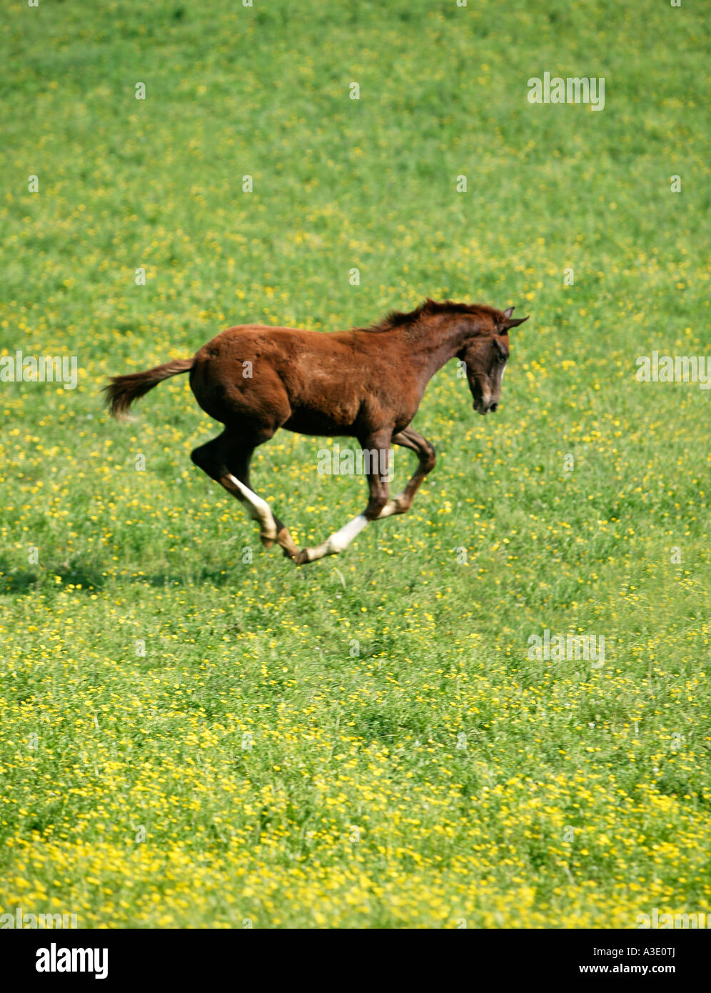 Spirited colt courir & jouant sur Thoroughbred Horse Farm dans le comté de Chester, Pennsylvania, USA Banque D'Images