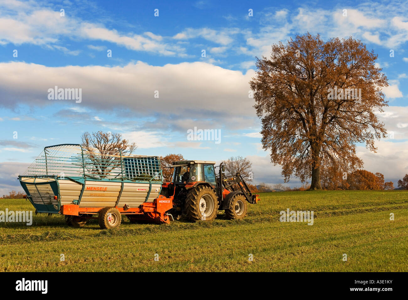 Un tracteur transporte du fourrage vert, Suisse Banque D'Images