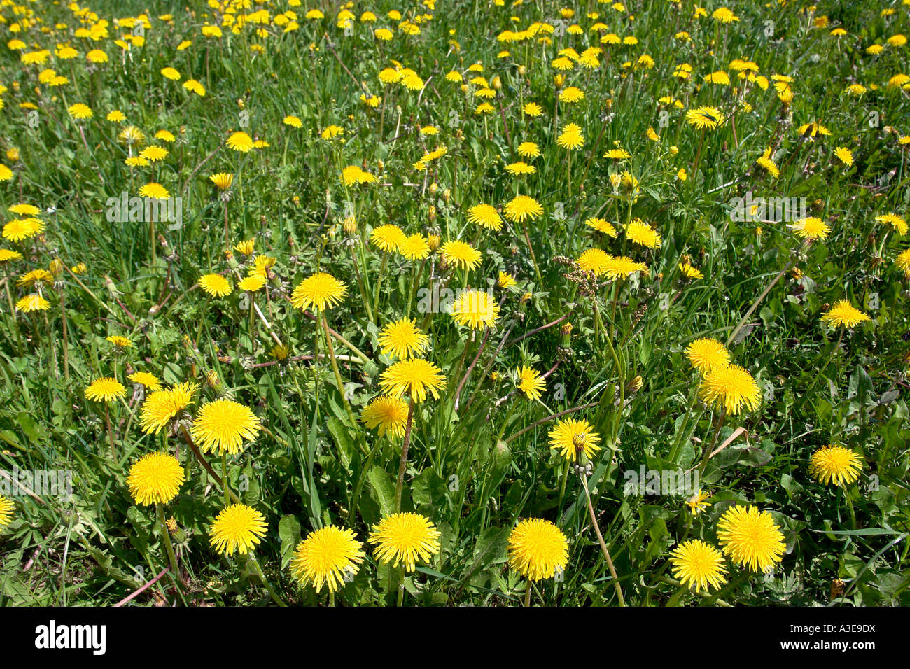 Le pissenlit prairie Banque D'Images