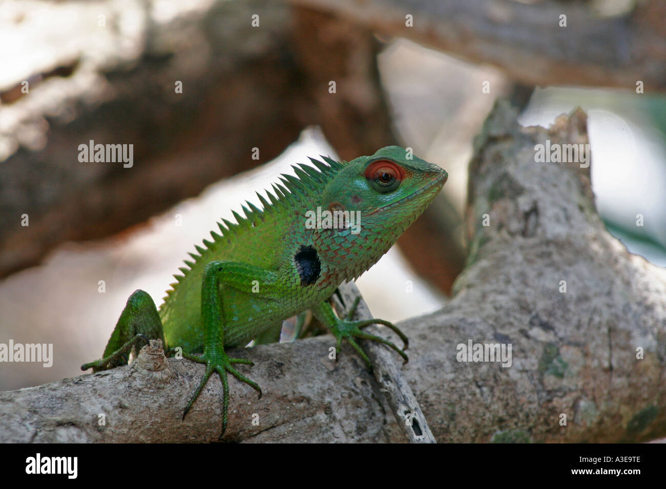 Sri Lanka, chameleon escalade sur une branche Banque D'Images