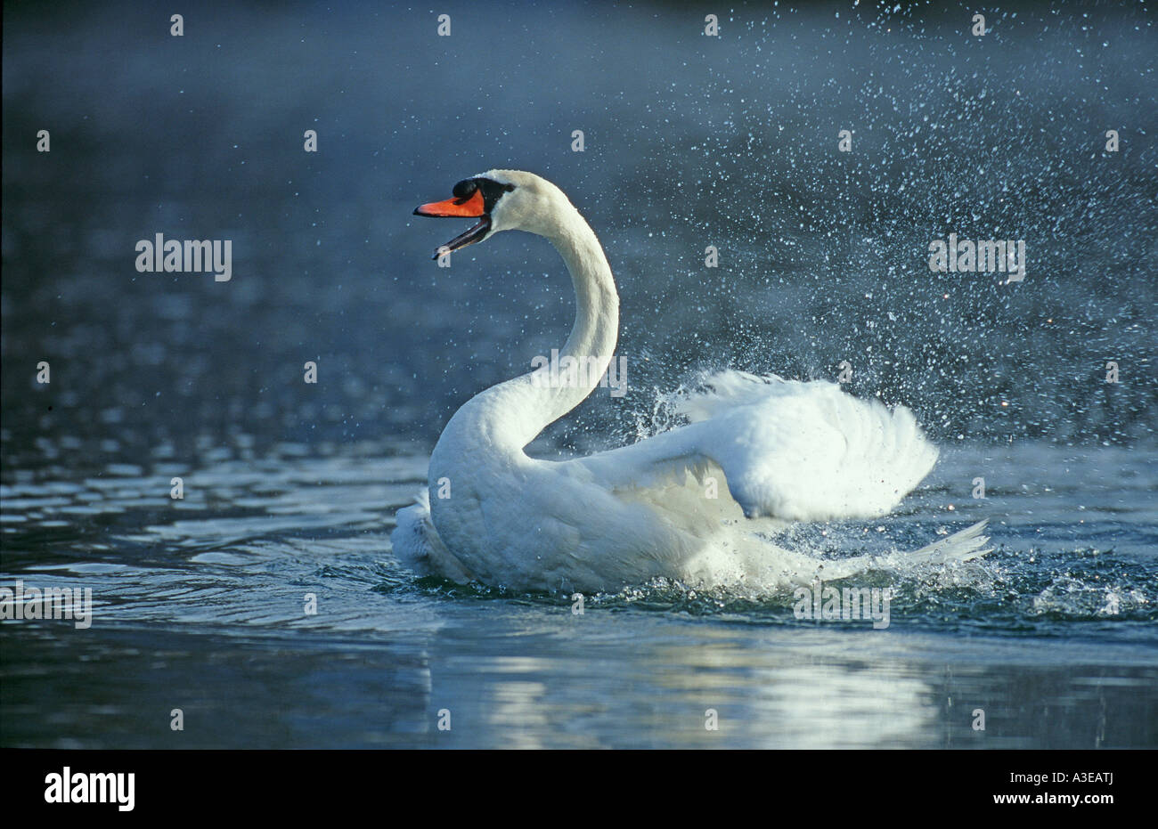 Mute swan (Cygnus olor) nettoyage ses plumes, Flachsee, Argovie, Suisse Banque D'Images