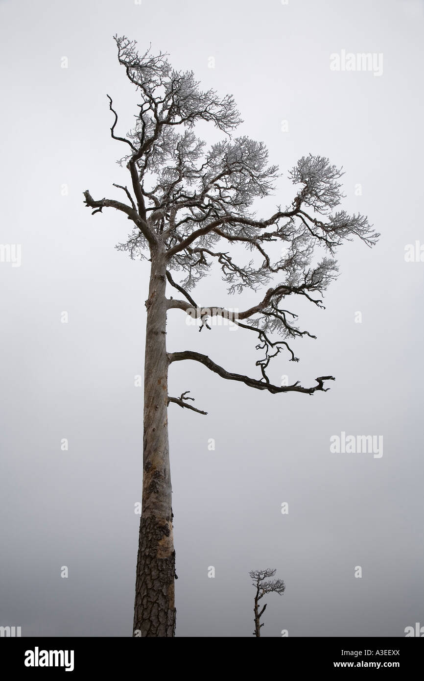 Pin (Pinus) en hiver Banque D'Images