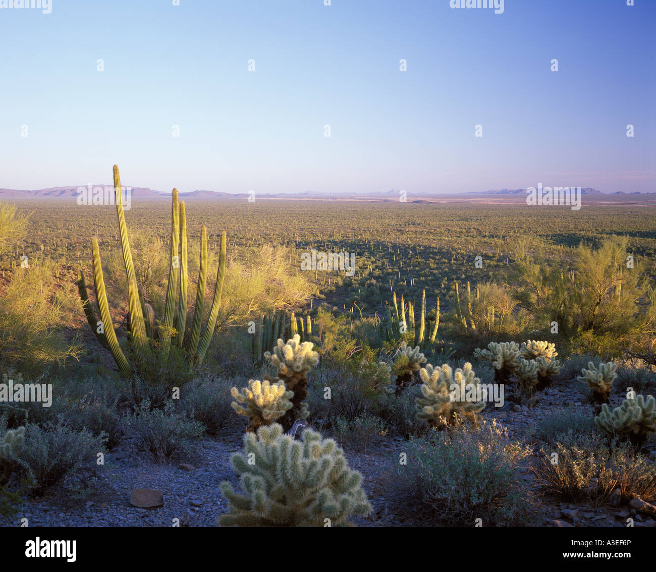 Tuyau d'orgue Cactus National Monument, Arizona, USA Banque D'Images