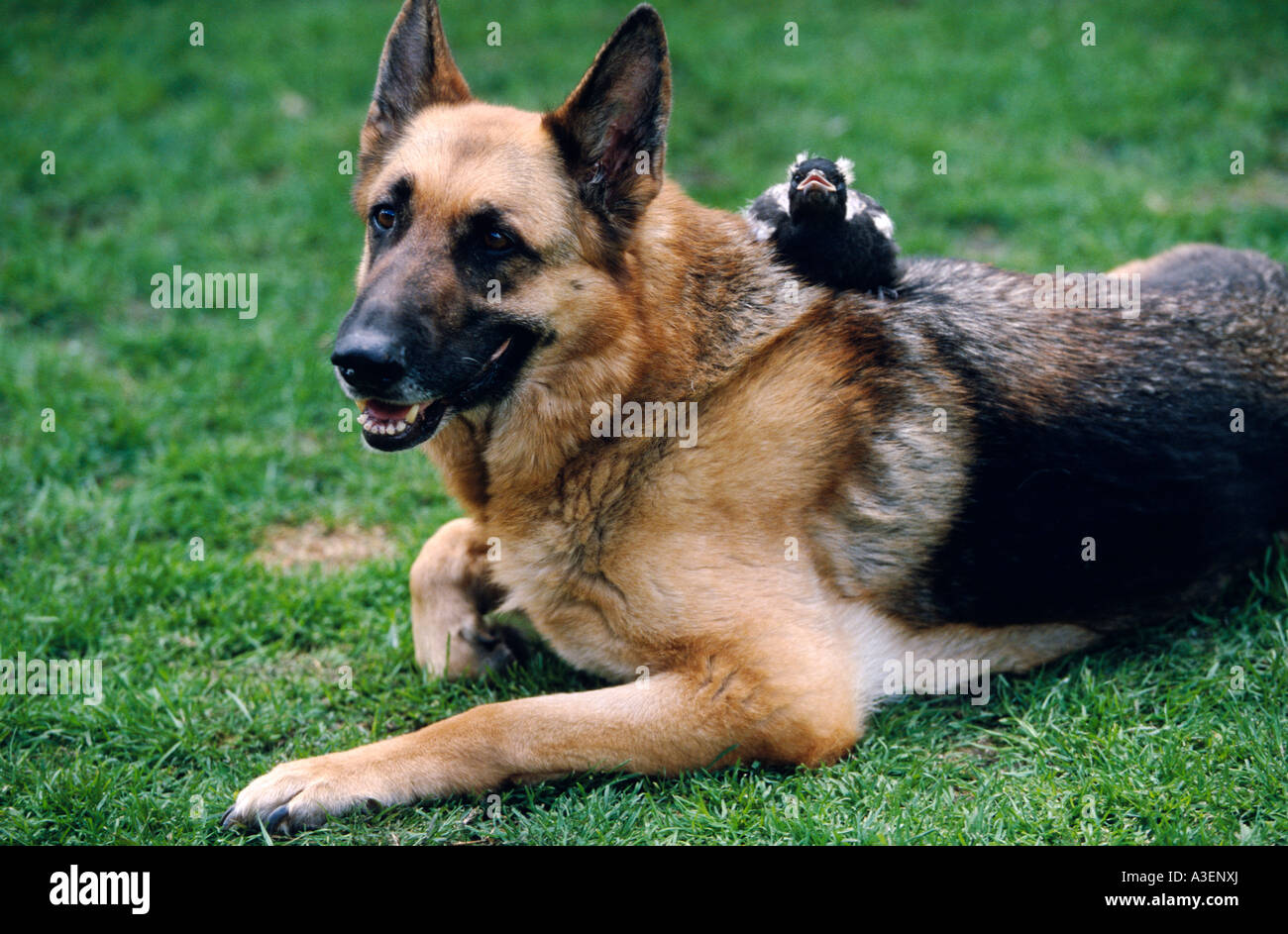 Cassican flûteur jeune orpheline avec animal de Melbourne Australie Victoria Gymnorhina horizontale hypoleuca Banque D'Images
