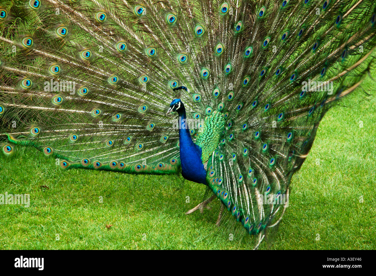 L'affichage couleur magnifique paon plumes de queue avec marquages œil Poultons Park Southampton Hampshire Banque D'Images