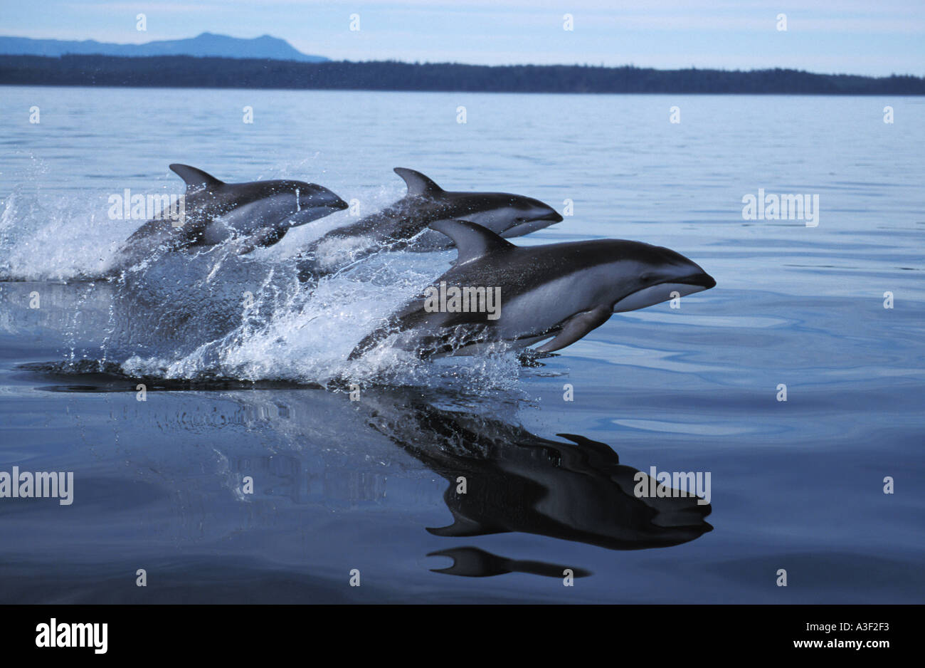 Photo NB 44 Dauphins à flancs blancs du Pacifique Lagenorhynchus obliquidens Photo Copyright Brandon Cole Banque D'Images