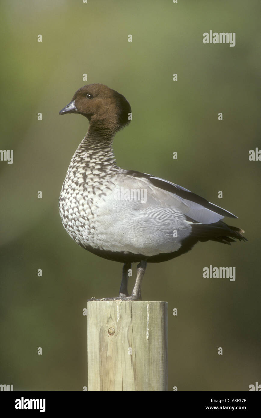 Canard EN BOIS AUSTRALIEN Chenonetta jubata Banque D'Images