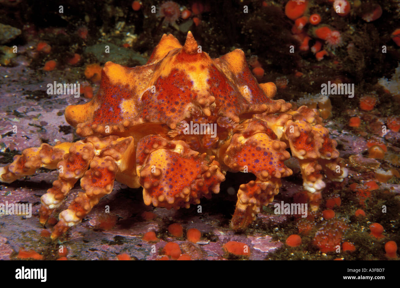 Puget Sound King Crab Lopholithodes mandtii Banque D'Images