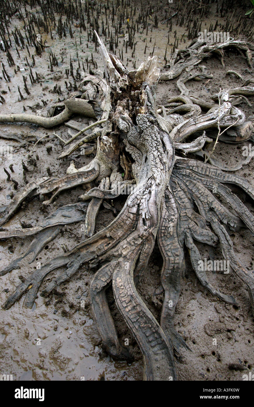 Les racines des arbres tordus dans BAPDB MANGROVE VERTICAL8858 Banque D'Images