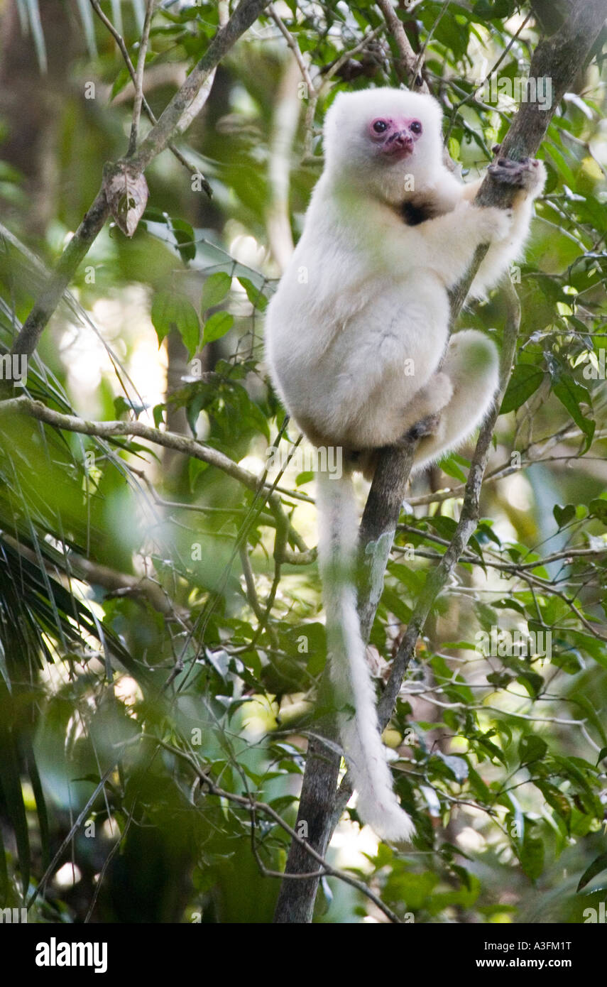 Propithèque soyeux sur lookout dans les arbres le Marojejy Madagascar Banque D'Images