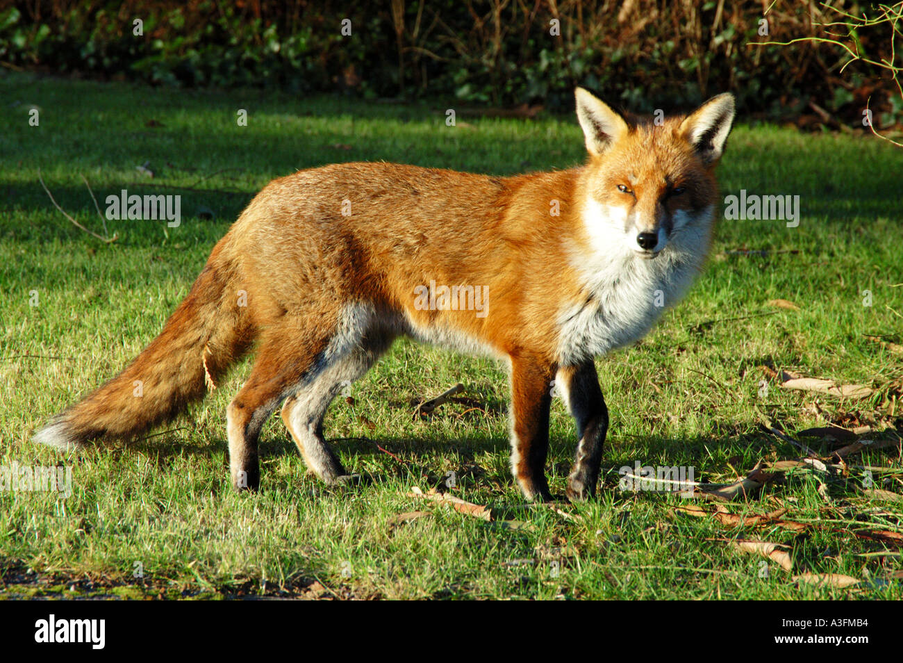 Red Fox avec bonne couche dans un village jardin éclairé par rising sun Vulpus Vulpus UK looking at camera Banque D'Images
