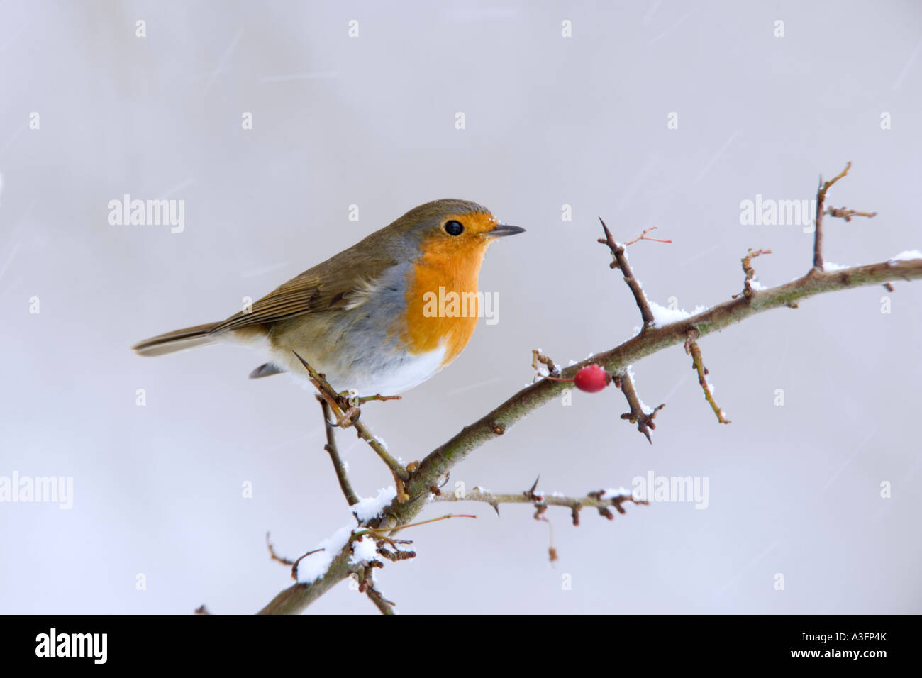 Erithacus rubecula aux abords de nice light perché sur des rameaux d'aubépine à fond enneigé avec alerte bedfordshire potton Banque D'Images