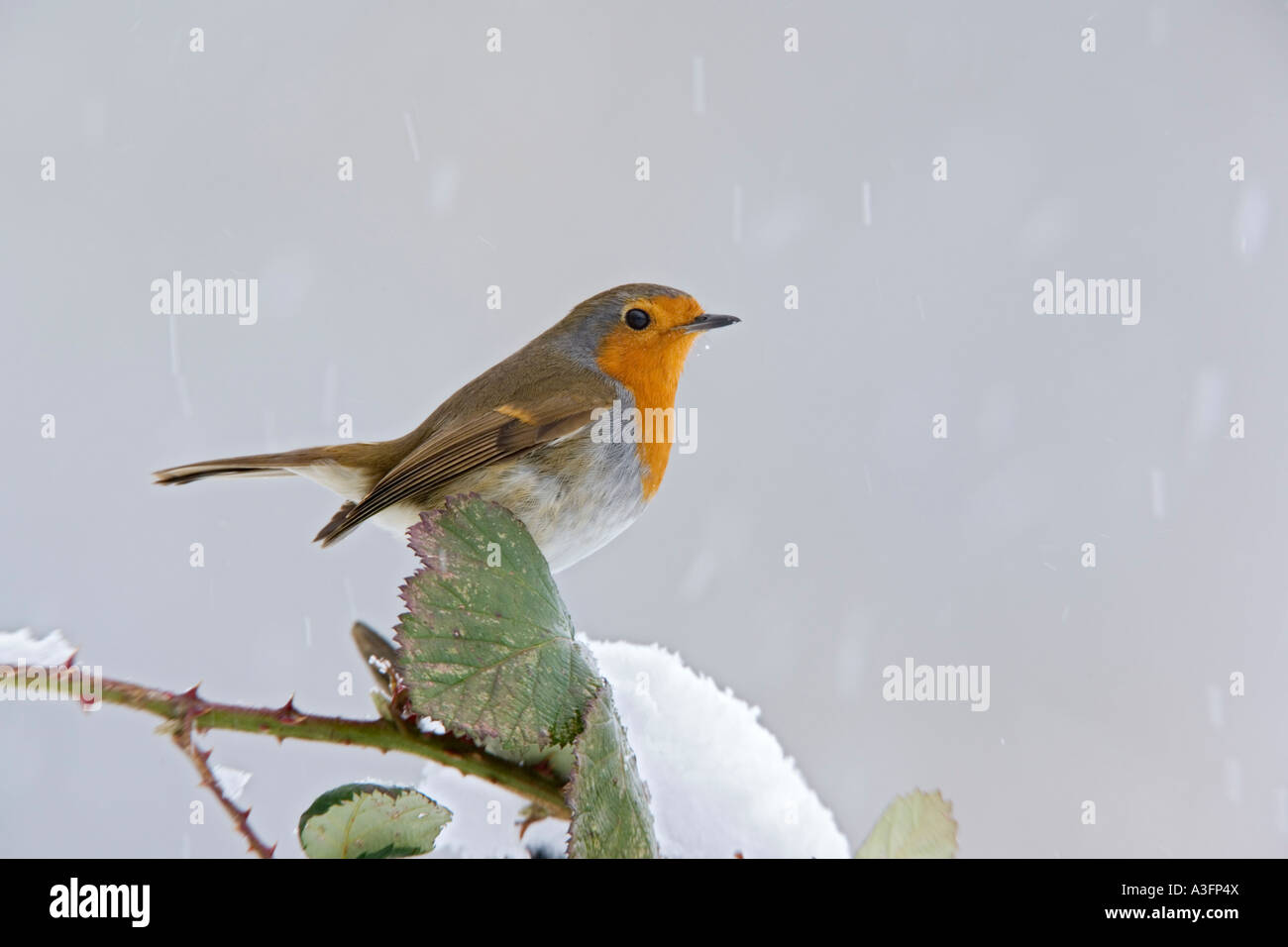 Erithacus rubecula aux abords se tenait sur la neige dans la neige qui tombe avec bramble belle arrière-plan et à potton alerte chambres Banque D'Images